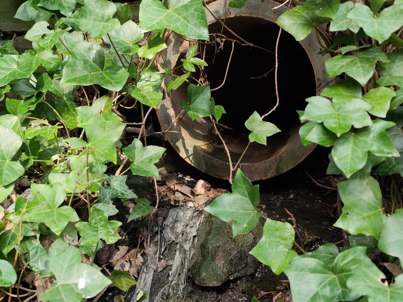 Sewage outflow pipe on the Porter Brook
